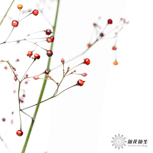 配花 | 卢兰（反季节花材枝条有点短） 商品图0