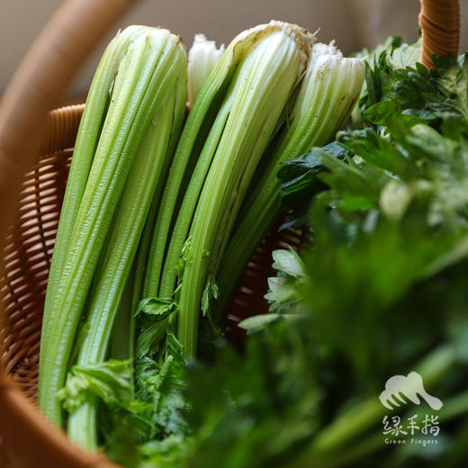 生态河北西芹 | 合作生产*Eco-celery | Coproducted 商品图0