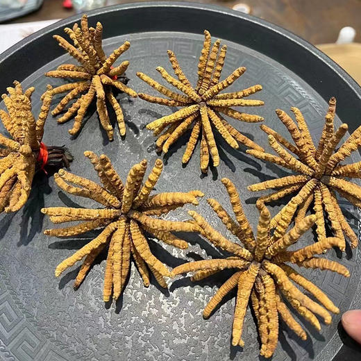 2025年冬虫夏草干虫草，品质佳，营养价值高~ 商品图3