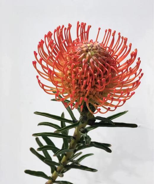 【南非花材】-烟花菊针垫/  红色  单枝 商品图1