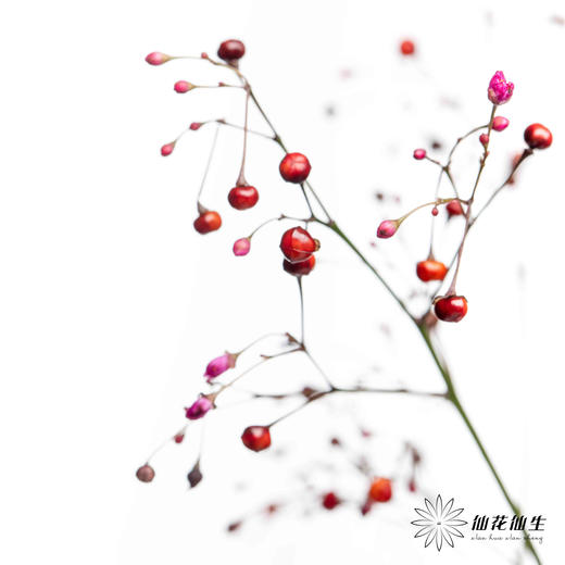 配花 | 卢兰（反季节花材枝条有点短） 商品图2