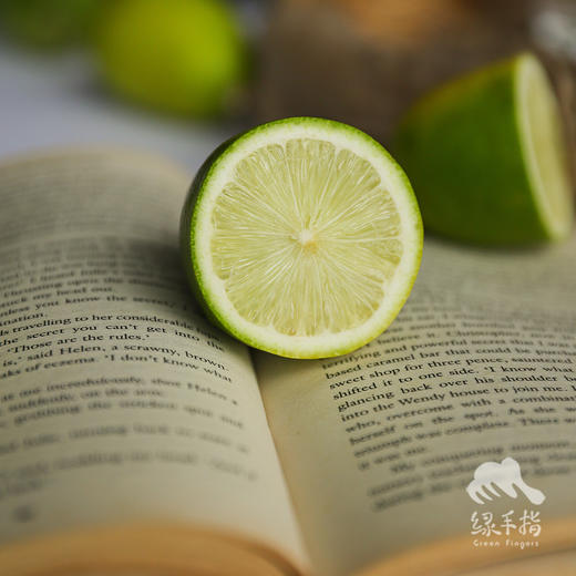 生态香水柠檬   | 合作生产 * Ecological Lemon | Coproduction 商品图0