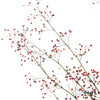 配花 | 卢兰（反季节花材枝条有点短） 商品缩略图1