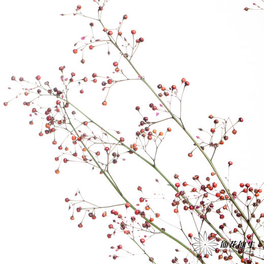配花 | 卢兰（反季节花材枝条有点短） 商品图1