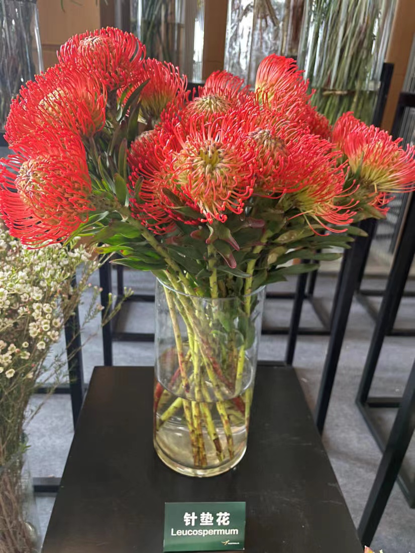 【南非花材】-烟花菊针垫/  红色  单枝