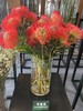 【南非花材】-烟花菊针垫/  红色  单枝 商品缩略图0