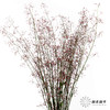 配花 | 卢兰（反季节花材枝条有点短） 商品缩略图3