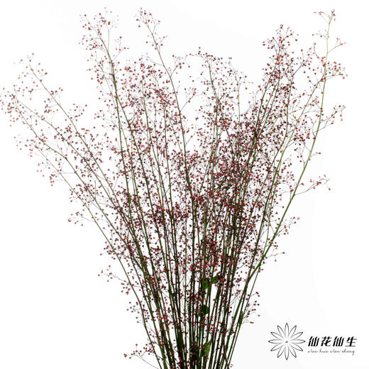 配花 | 卢兰（反季节花材枝条有点短） 商品图3