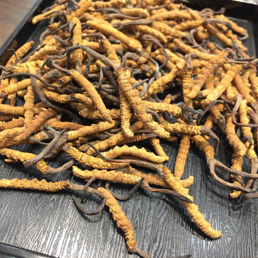 2025年冬虫夏草干虫草，品质佳，营养价值高~ 商品图4