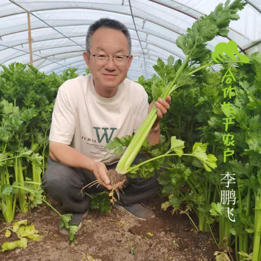 生态河北西芹 | 合作生产*Eco-celery | Coproducted 商品图1
