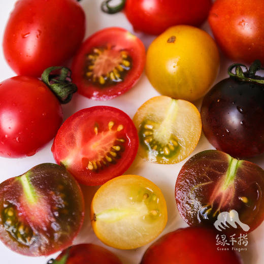有机樱桃番茄 | 合作生产*Organic tomato | Coprodution 商品图0