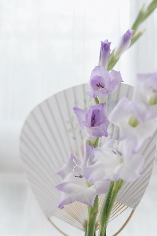 剑兰合辑【美人如玉，剑气如虹】简小姐精选高级 优雅剑兰 中通包邮 下单72小时发货 商品图5