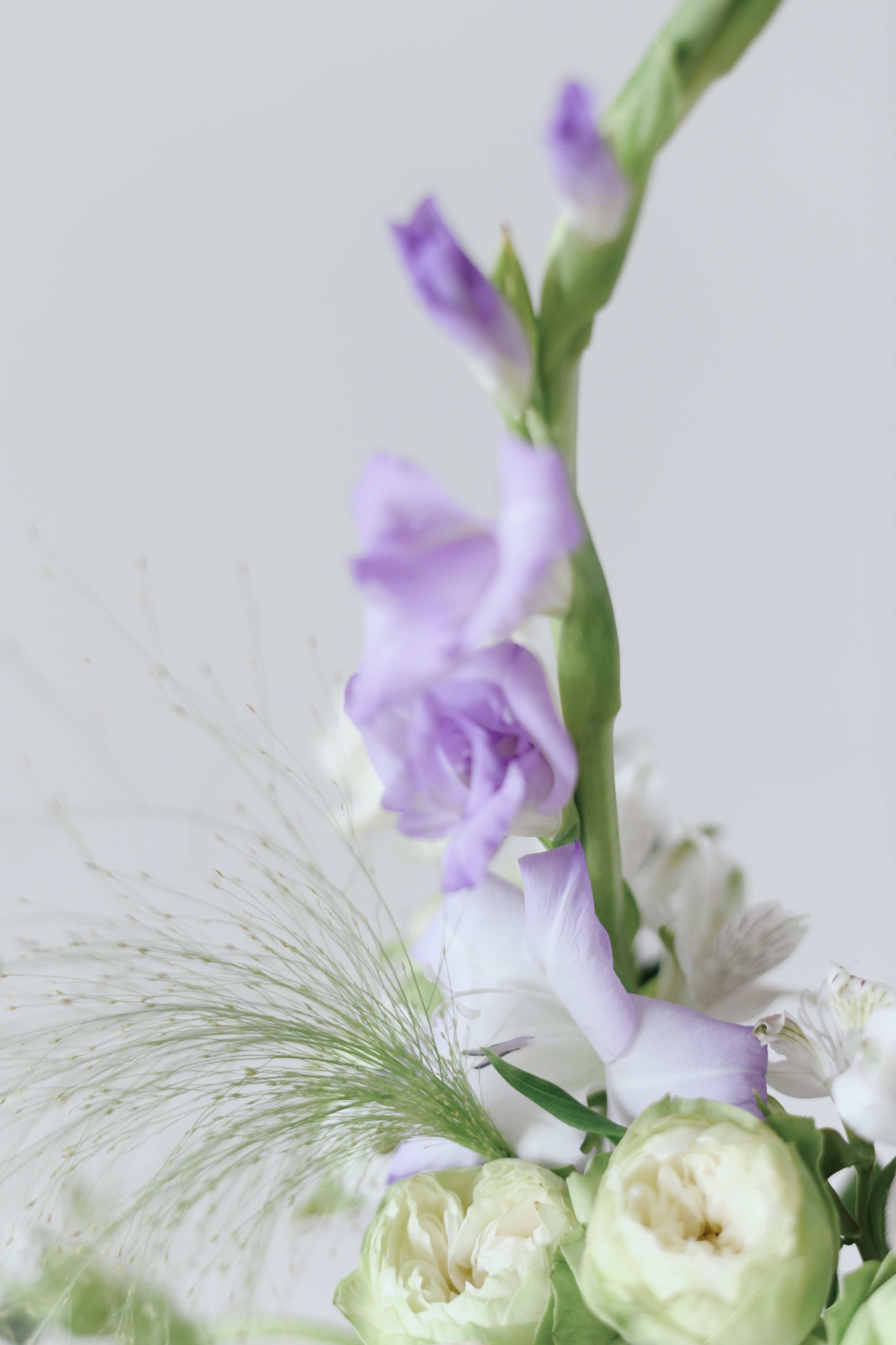 剑兰合辑【美人如玉，剑气如虹】简小姐精选高级 优雅剑兰 中通包邮 下单72小时发货