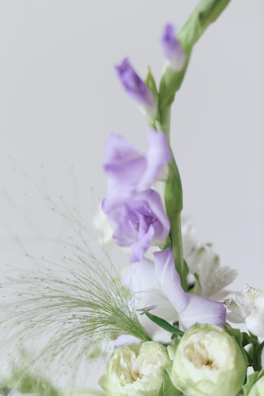 剑兰合辑【美人如玉，剑气如虹】简小姐精选高级 优雅剑兰 中通包邮 下单72小时发货 商品图0