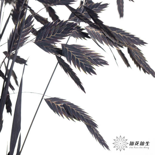 永生花材 | 小盼草黑色 商品图0