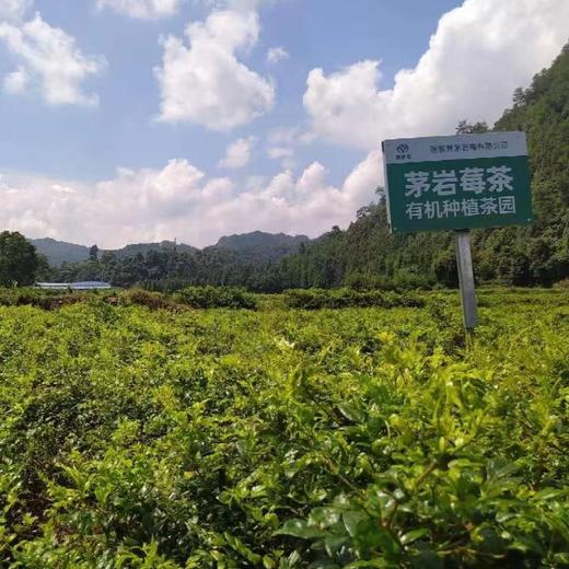 丨有机丨茅岩莓茶 商品图3