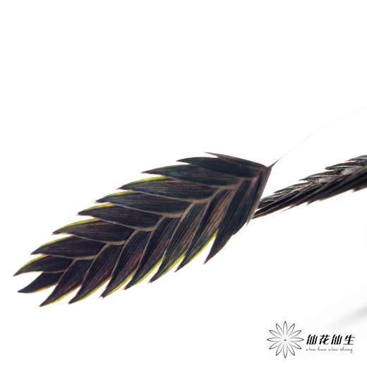 永生花材 | 小盼草黑色 商品图1