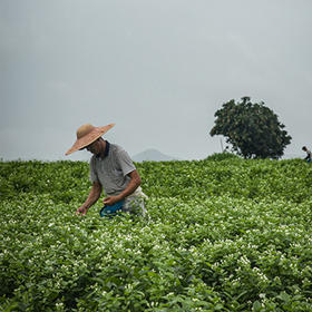 中国茉莉花茶之乡横县，国家地理标志产品