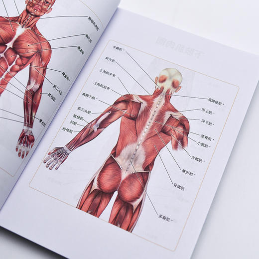 肌肉训练百科全书 肌肉力量训练人体运动彩色解剖图谱 商品图2