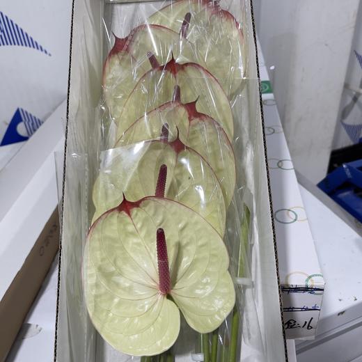 掌 | 科赛克 商品图5