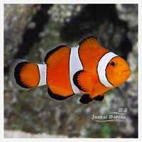 宿务公子小丑 A 商品图5