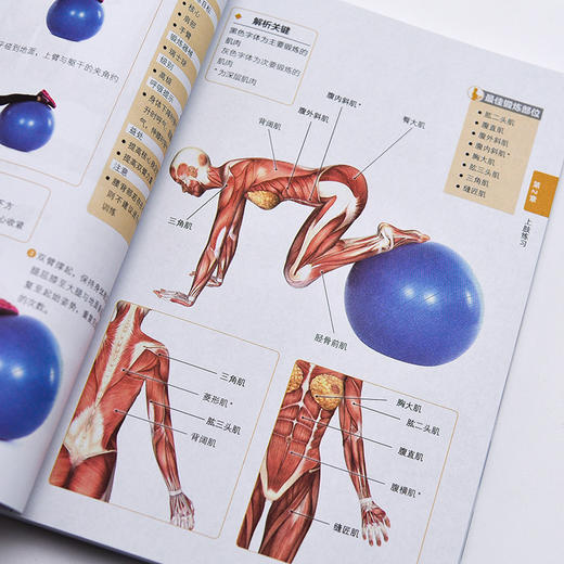 肌肉训练百科全书 肌肉力量训练人体运动彩色解剖图谱 商品图5