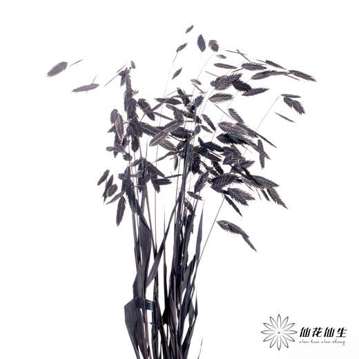 永生花材 | 小盼草黑色 商品图3