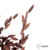 永生花材 | 小盼草咖色 商品缩略图1