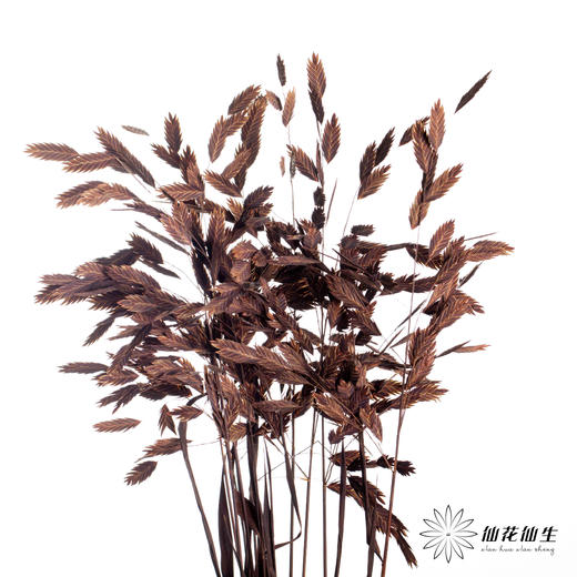 永生花材 | 小盼草咖色 商品图2