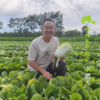 生态娃娃菜 | 合作生产*Eco-baby cabbage | Coproducted 商品缩略图1