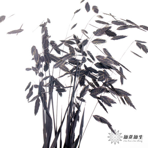 永生花材 | 小盼草黑色 商品图2