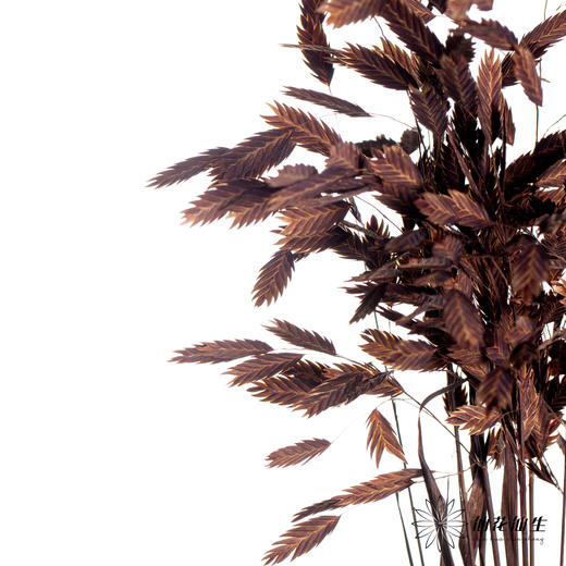 永生花材 | 小盼草咖色 商品图0