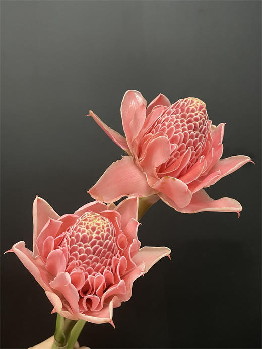 小众花材火炬姜瓷玫瑰 商品图5