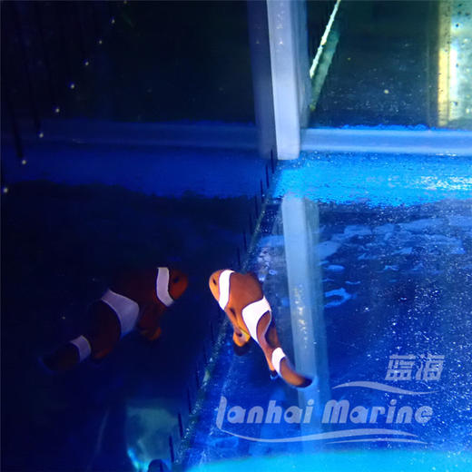 宿务公子小丑 A 商品图3