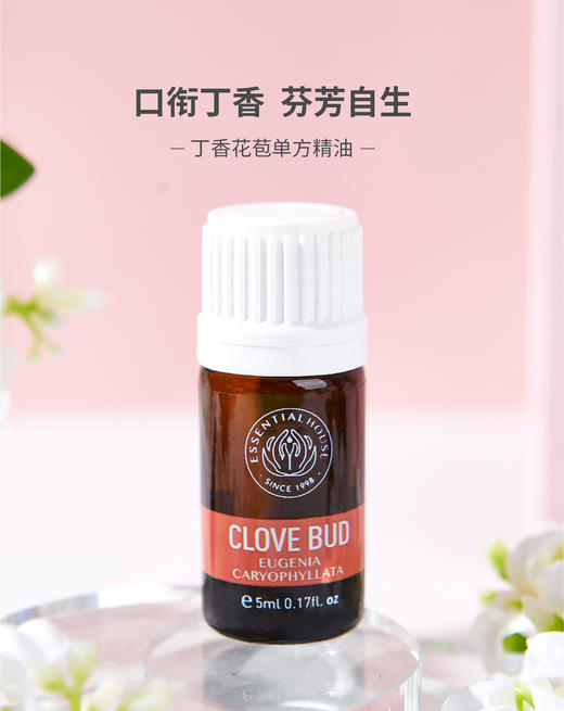 丁香花苞 Clove Bud 单方精油5ml 商品图0