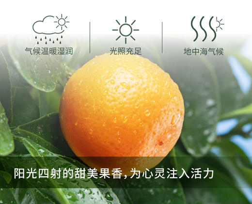 甜橙 Orange 单方精油 5ml 商品图1