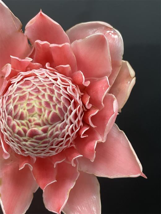小众花材火炬姜瓷玫瑰 商品图7