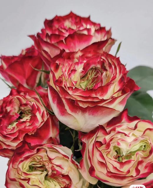 【福利秒杀】南粤推荐 苹果杰克  20支/扎 商品图0