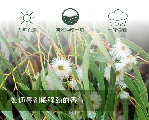 蓝胶尤加利 Eucalyptus Blue Gum 单方精油 5ml 商品图1