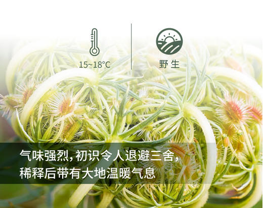胡萝卜籽 Carrot seed单方精油 5ml 商品图1