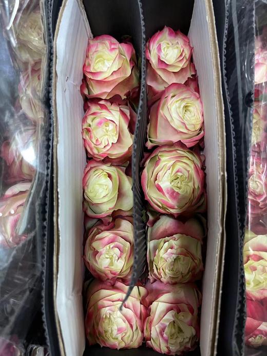 【福利秒杀】南粤推荐 苹果杰克  20支/扎 商品图3