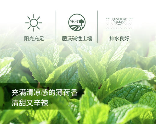 欧薄荷 Peppermint 单方精油 5ml 商品图1