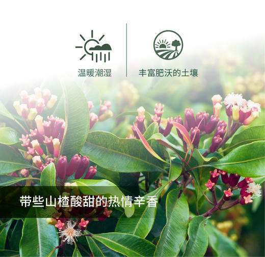丁香花苞 Clove Bud 单方精油5ml 商品图1