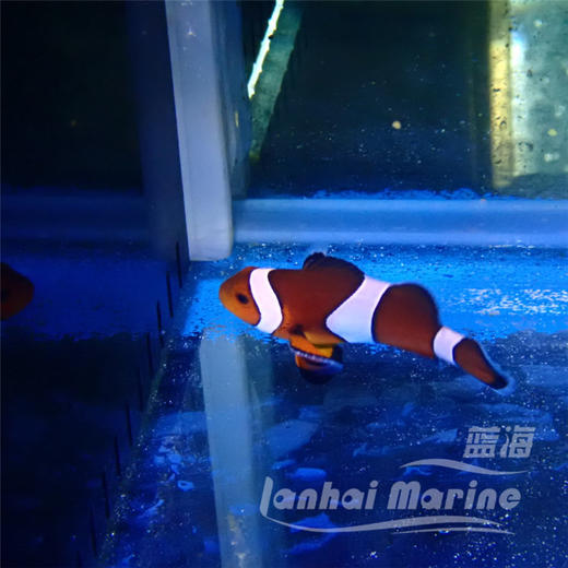 宿务公子小丑 A 商品图4