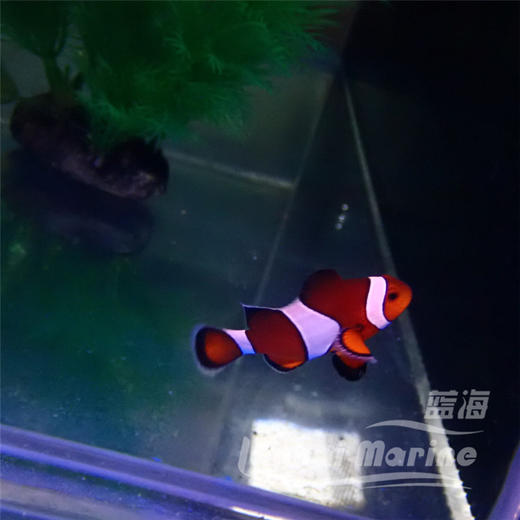 宿务公子小丑 A 商品图1