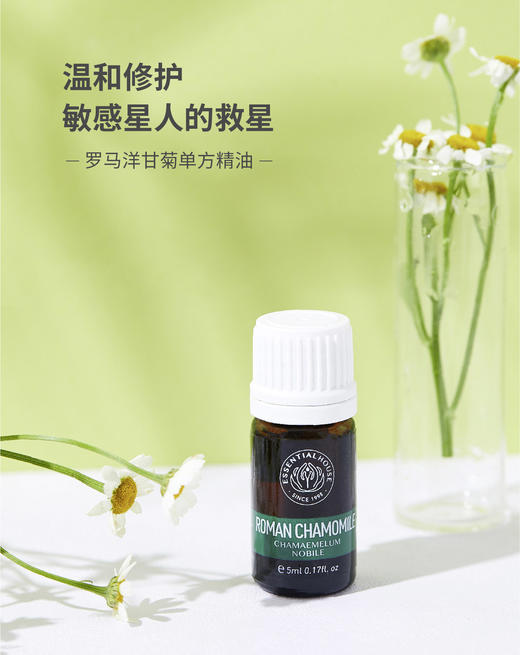 罗马洋甘菊 Roman Chamomile 单方精油 5ml 商品图0