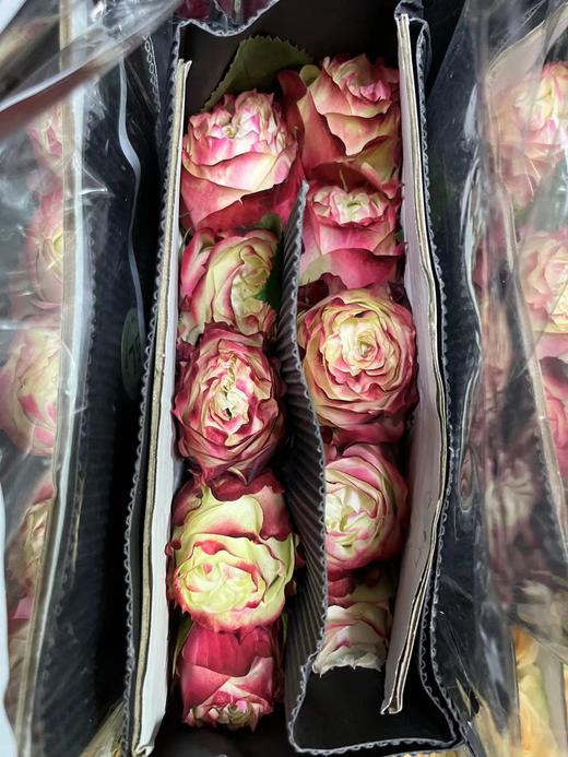 【福利秒杀】南粤推荐 苹果杰克  20支/扎 商品图2