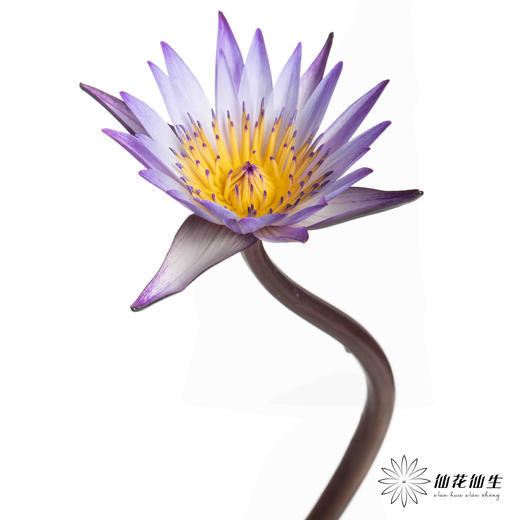 配花 | 睡莲黑美人 商品图2