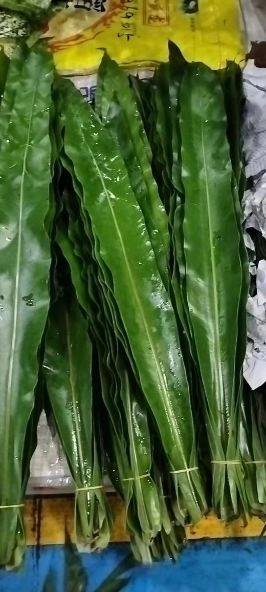 鸟巢叶 商品图1