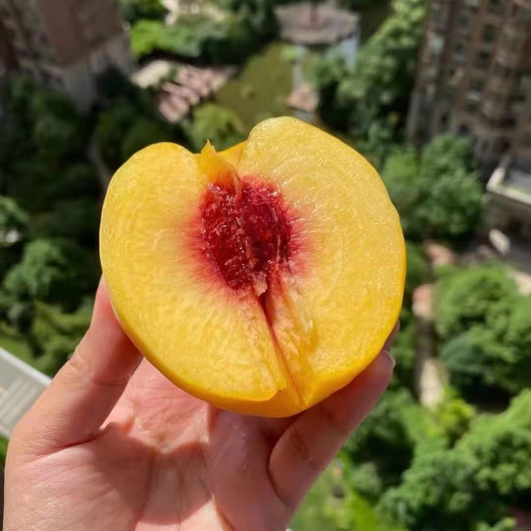 XZG-炎陵黄桃-5斤装-黄桃速运专线